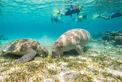 Abu Dabbab Turtle & Dugong Beach Snorkeling Day