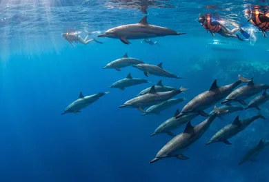 Samadai Dolphin House Marine Protected Sanctuary